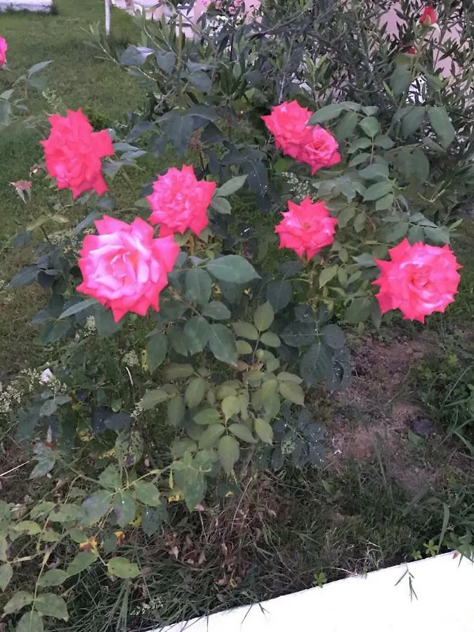 Vila Islami Дуррес 0*,