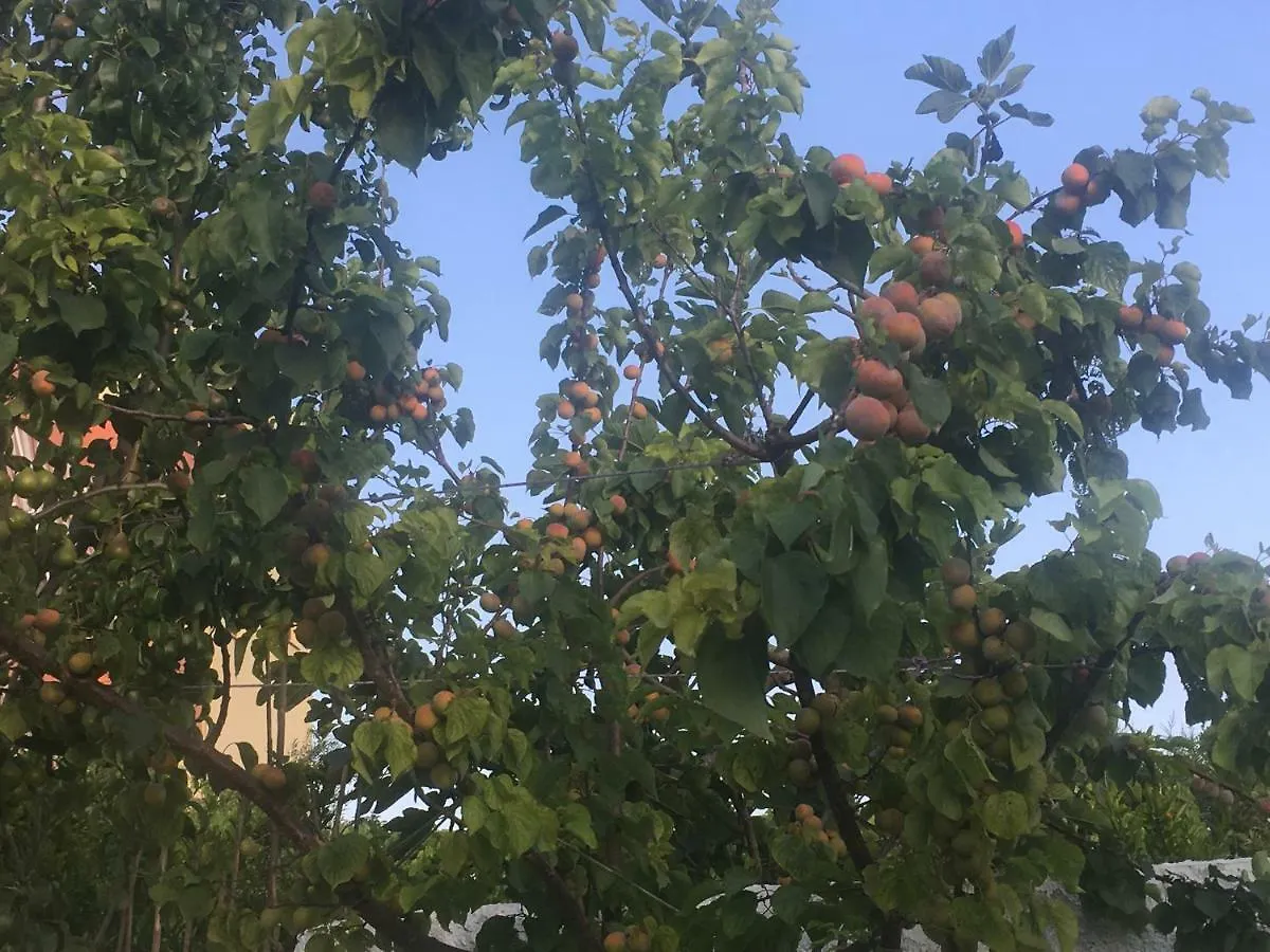 Гостевой дом Vila Islami Дуррес Албания